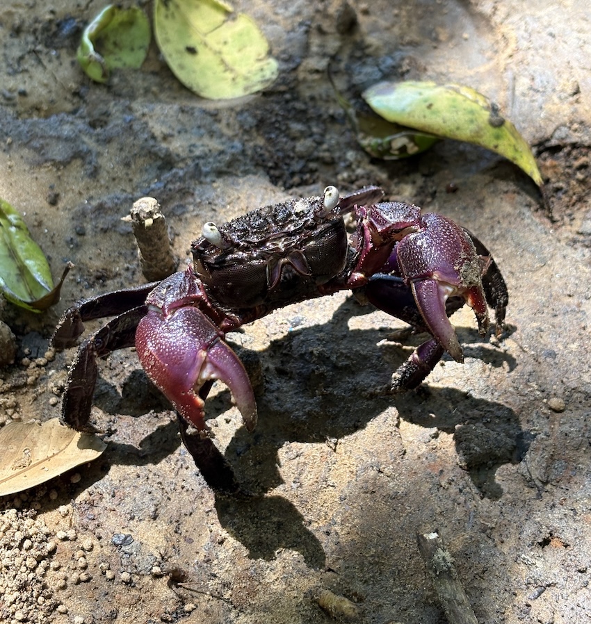 fiddle-crab-mangrove-surat-thani