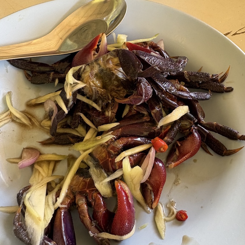 fiddle-crab-mangrove