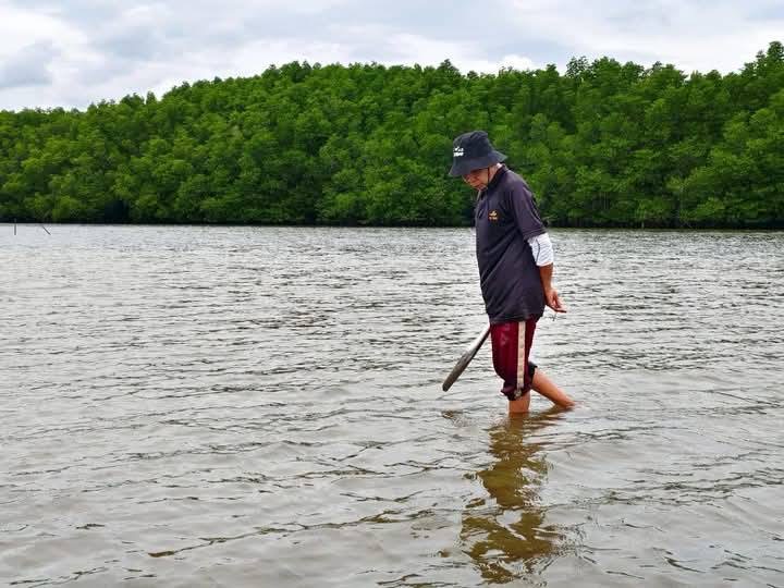 forage-mangrove-forest