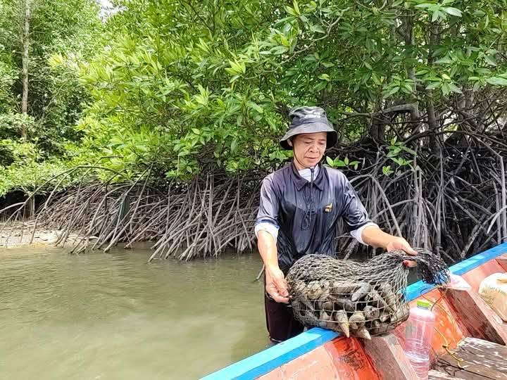 shell-collection-mangrove