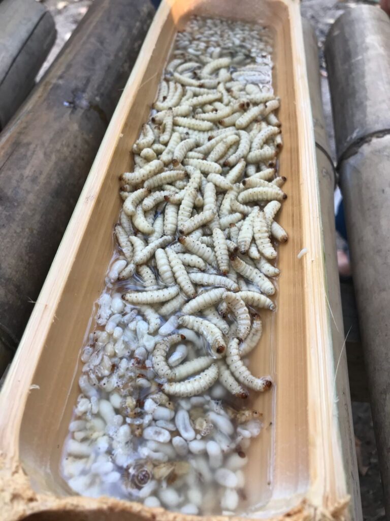 Thailand Wilderness Foraging