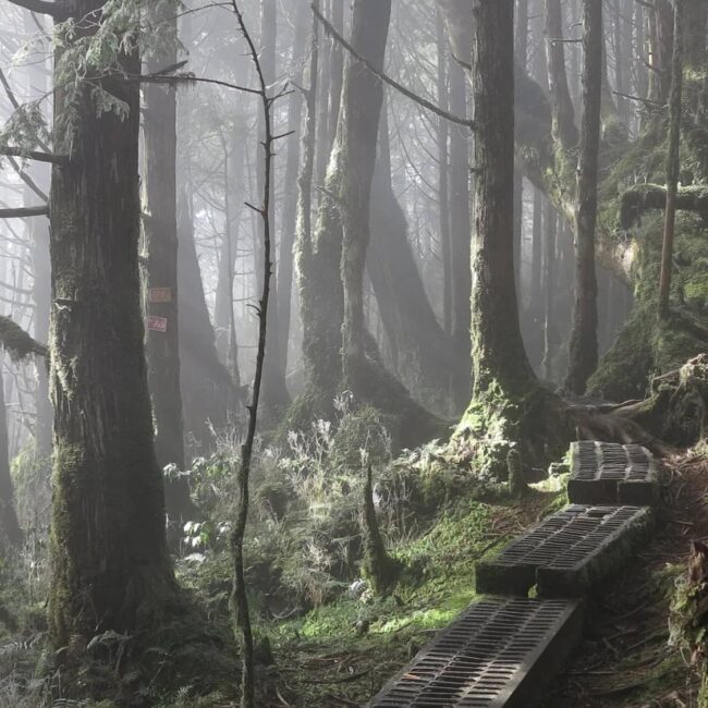 Taiwan Forest Bathing