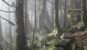 Taiwan Forest Bathing