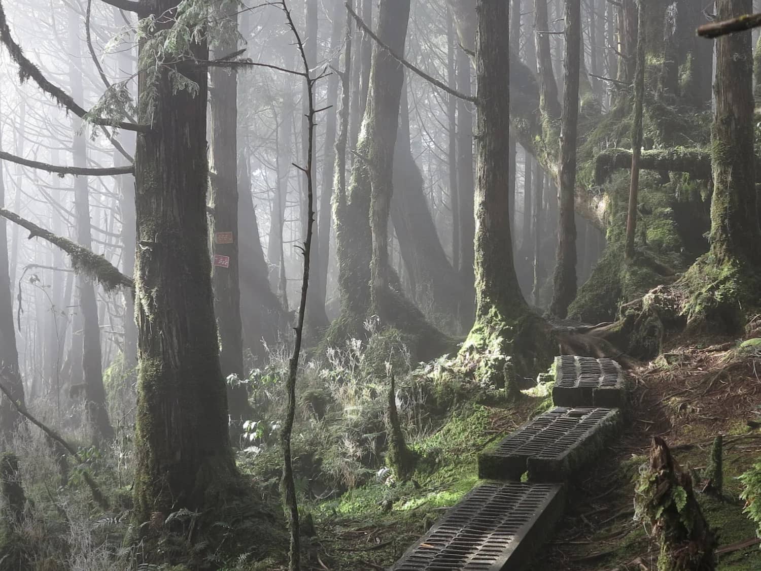 Taiwan Forest Bathing