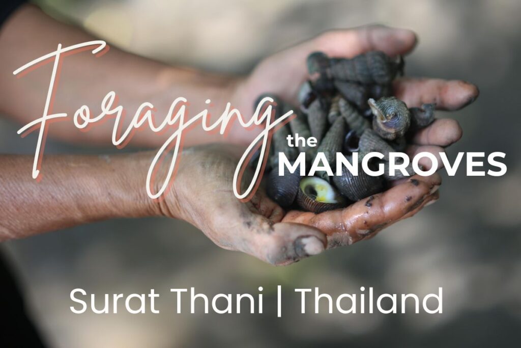 Foraging The Mangroves