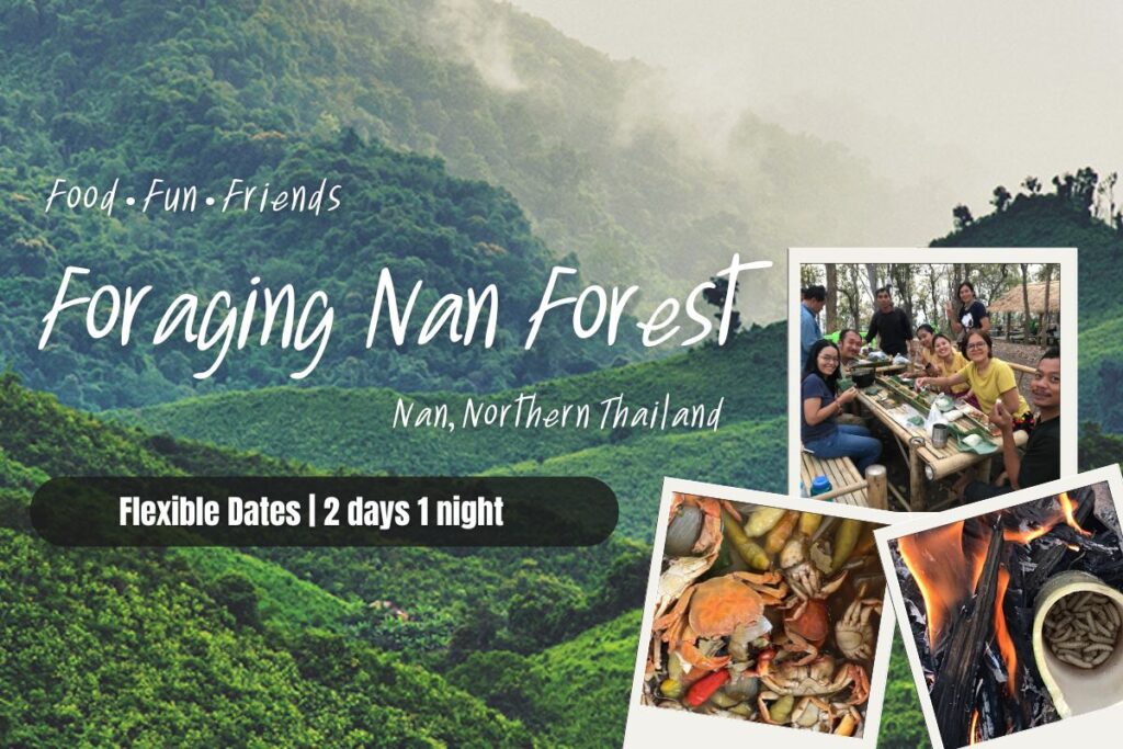 Food Fun Friends Foraging Nan Forest